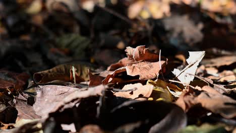 dried leaves on the forest floor, a zoom out of dried leaves on the forest floor during a very hot summer day in thailand