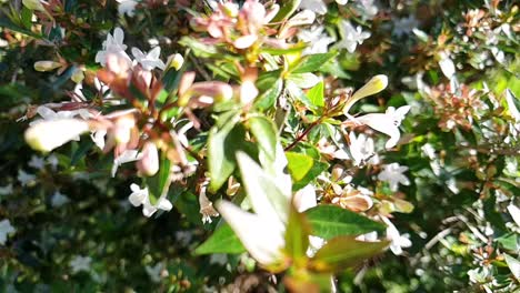 slow motion moving through and past small white flower bush while bees are flying around with bright green leaves.