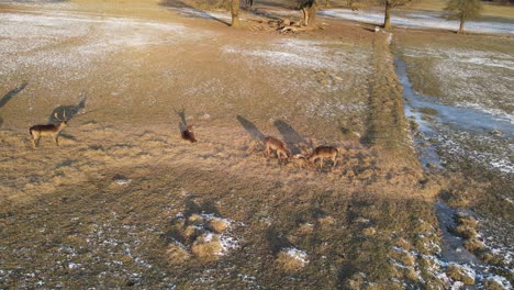 wild deer stags fights aerial footage