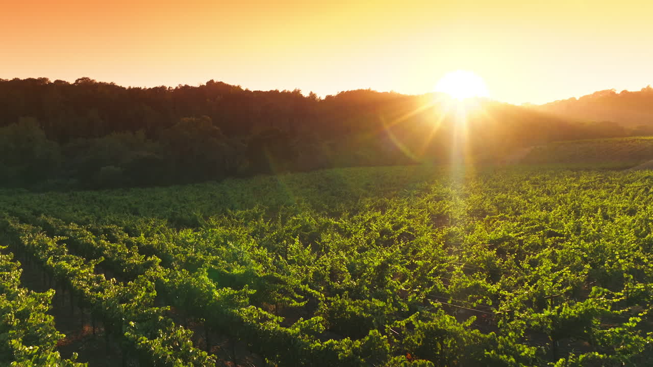 Green vineyards planted in rows in the rays of setting sun. Drone flying over the agricultural field limited with thick trees. Orange sky at backdrop.