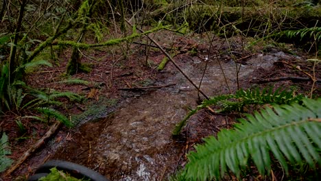 pacific northwest, vancouver, british columbia, forest, trees, nature, plants, leafs, roots