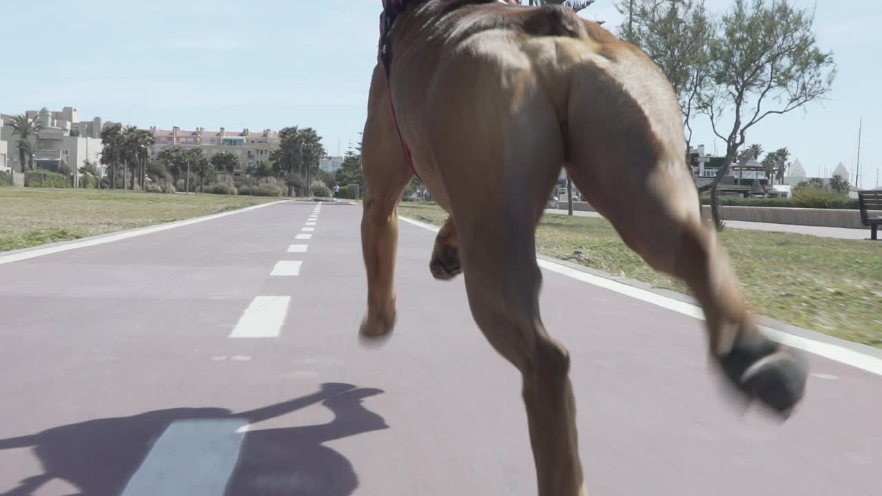 Following boxer dog running fast