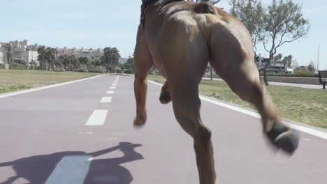 following boxer dog running fast