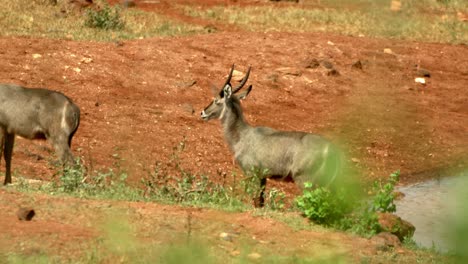 Wasserböcke-Stehen-In-Der-Nähe-Des-Wasserlochs-In-Der-Kilaguni-Serena-Safari-Lodge-Im-Tsavo-West-Nationalpark,-Kenia,-Afrika