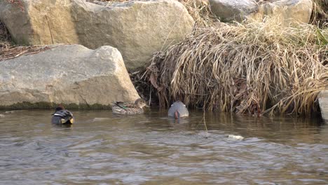 Wasservögel-Stockenten-Jagen-Auf-Süßwasserbach-Mit-Großen-Felsen-Nach-Nahrung