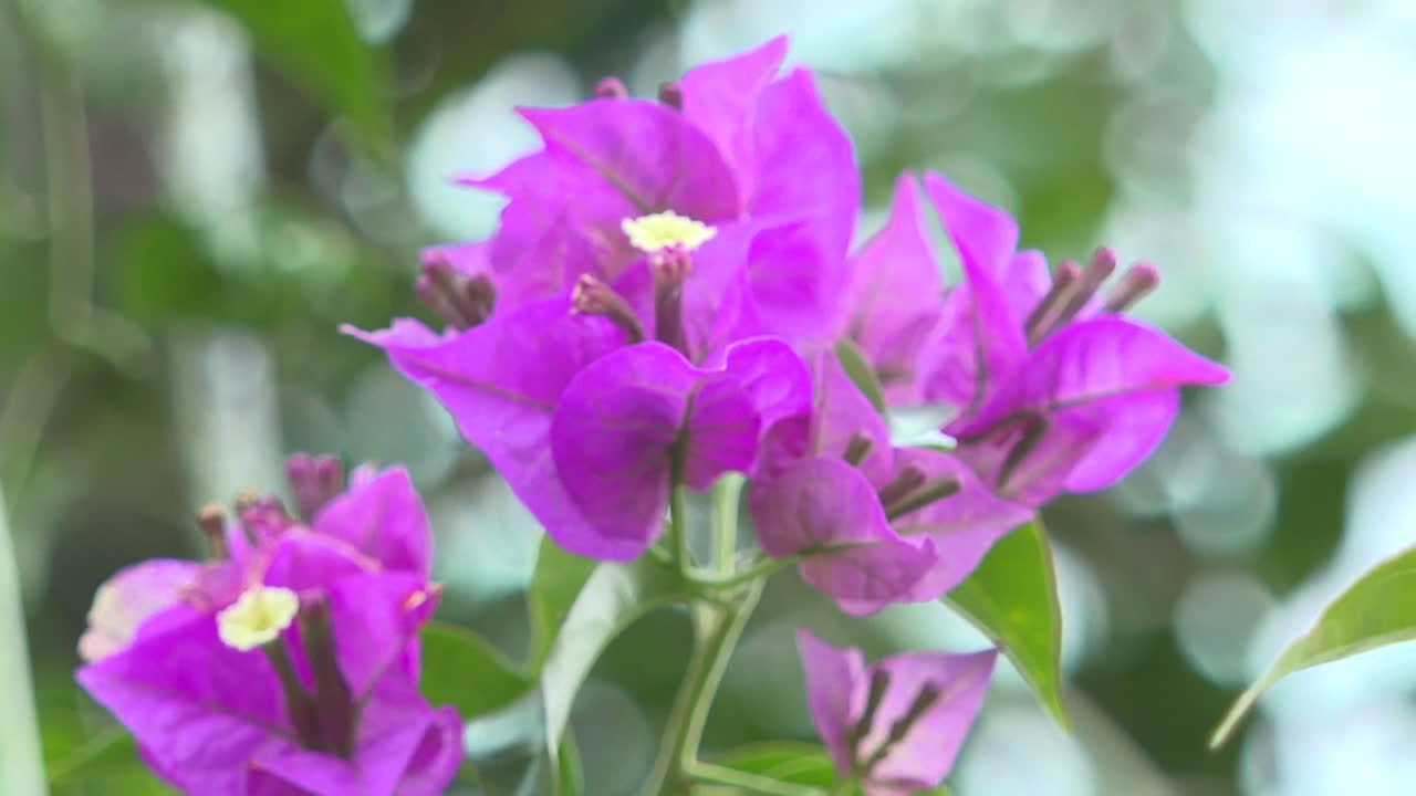 las flores de la buganvilla púrpura