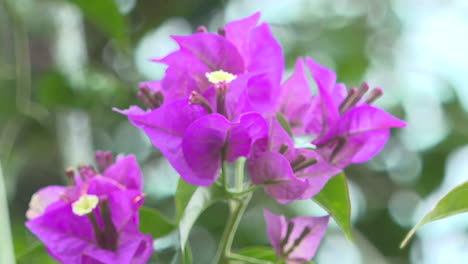 purple bougainvillea flowers