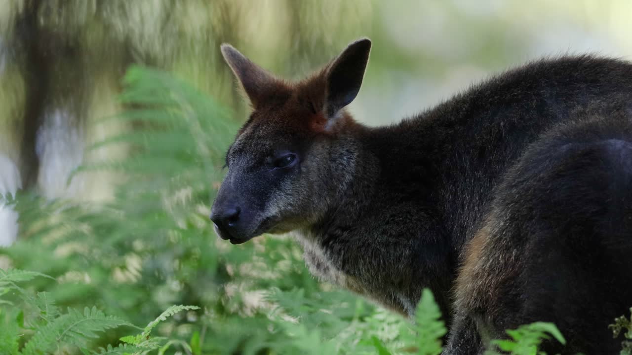 울창 한 초록색 을 가로질러 움직이는 바위 월라비