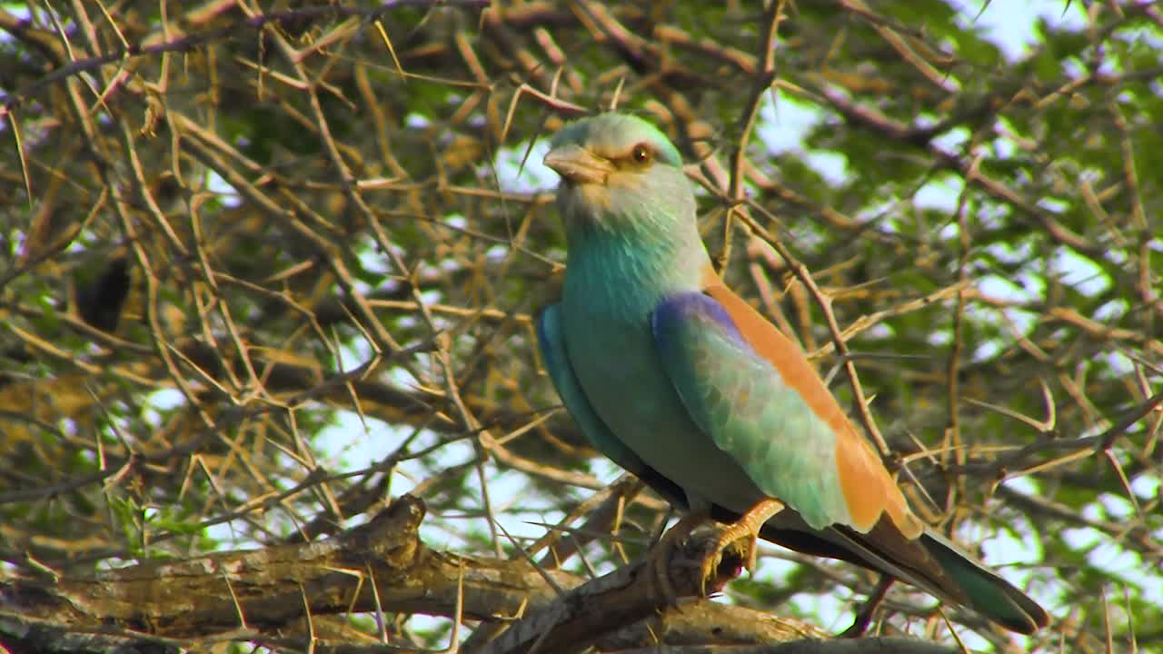 Beautiful European roller bird on bush in African Savannah - Kruger National Park