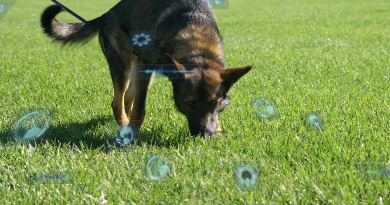 Conduttore che cammina, Pastore tedesco che segue una traccia sull'erba, affinando la ricerca per K9, HUD passivo