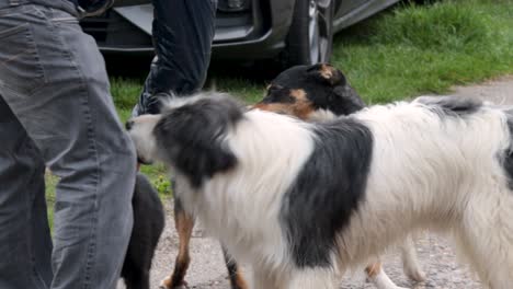 three dogs of different ages playing with their owner in the middle of the street