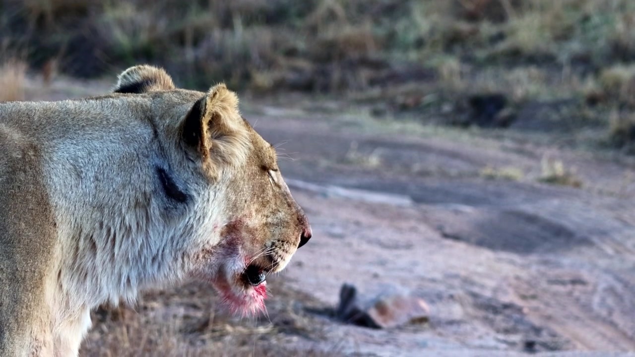 Primo piano di leonessa insanguinata che riposa dopo aver mangiato, safari in Africa.