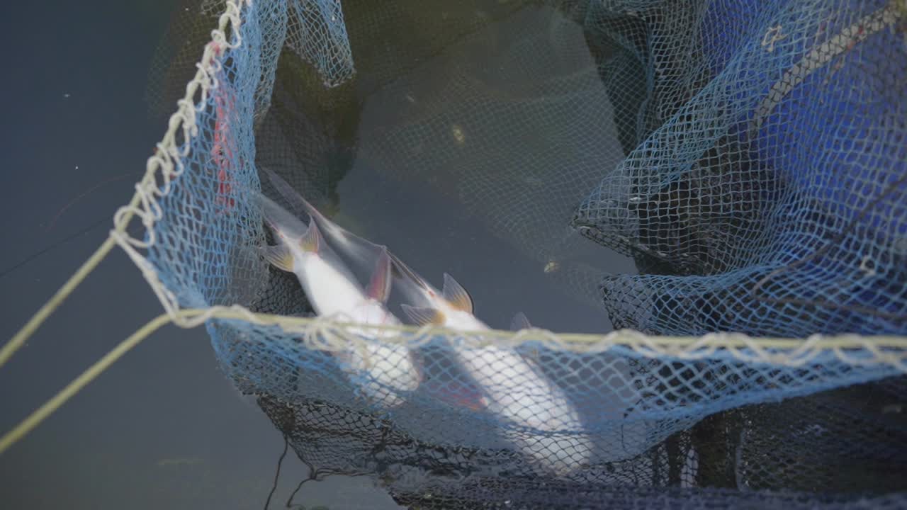 Pesce all'interno di una rete da pesca nell'acqua, primo piano