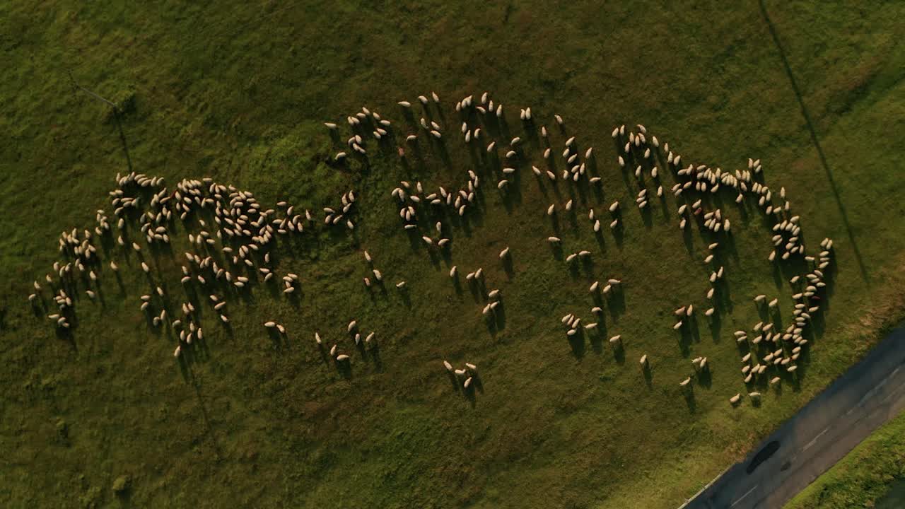 여름 저녁 공중 하향식으로 도로 근처의 초원에서 풀을 뜯고 있는 하얀 양 떼를 볼 수 있습니다.