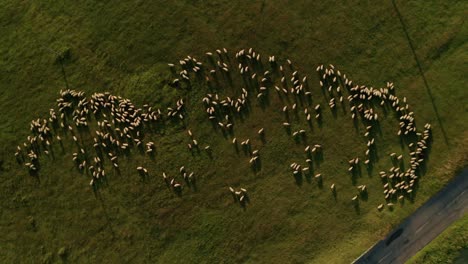 summer evening aerial top down zoom in view of a herd of white sheep grazing on a meadow close to a road