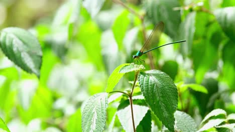 La-Cámara-Se-Aleja-Mientras-Se-Ve-Este-Insecto-En-Una-Planta-Que-Mira-Hacia-La-Izquierda,-Gloria-Del-Bosque-De-Alas-Claras,-Vestalis-Gracilis,-Tailandia