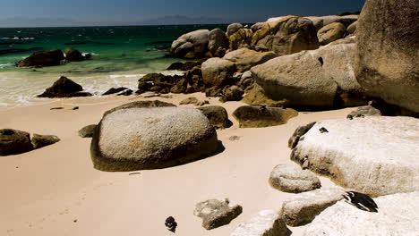 cape penguins sunning themselves on beach and rocks - boulders, simon's town