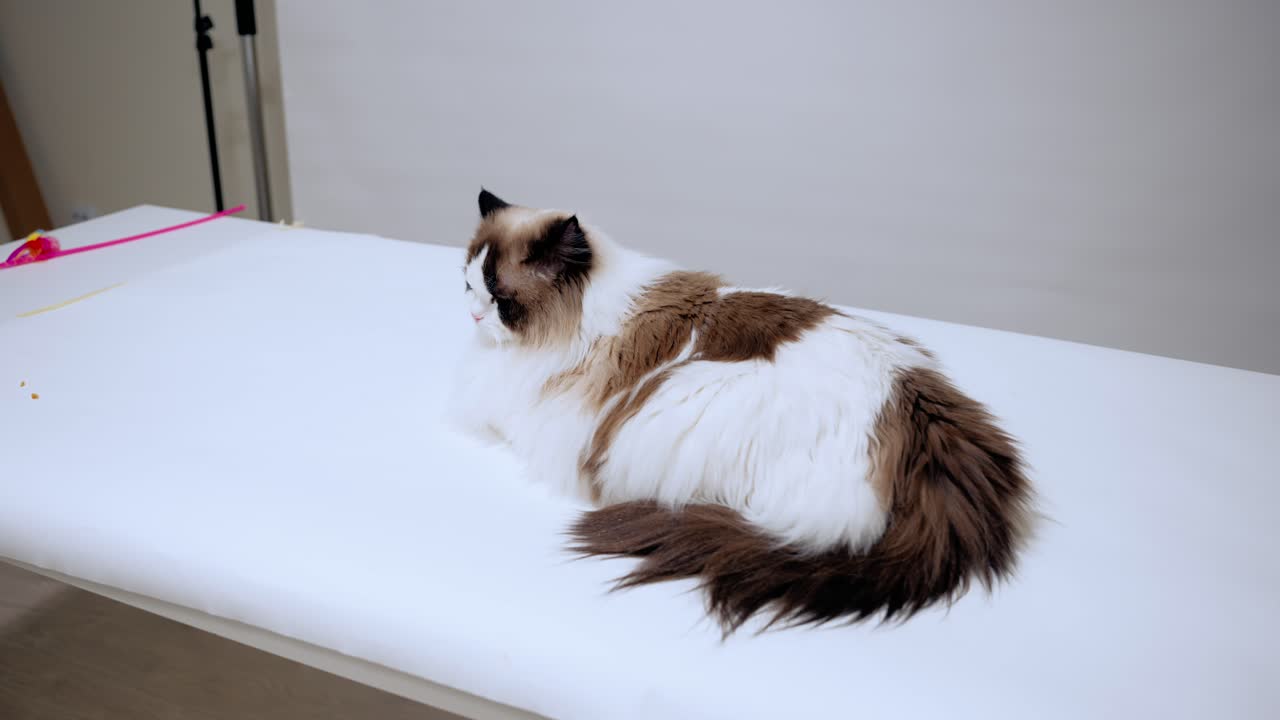 Bellissimo gatto Ragdoll che si rilassa sul tavolo in uno studio, un gattino giovane bicolore timido, un animale domestico di razza pura unico, razza domestica, animali da terapia, supporto emotivo, scatto grandangolare, gatto morbido e soffice
