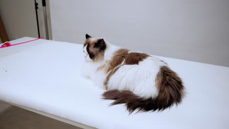 Wunderschöne-Ragdoll-Katze,-Die-Sich-Auf-Dem-Tisch-In-Einem-Studio-Entspannt,-Schüchternes-Zweifarbiges-Junges-Kätzchen,-Einzigartiges-Reinrassiges-Haustier,-Hausrasse,-Therapietiere,-Emotionale-Unterstützung,-Weitwinkelaufnahme,-Flauschige-Weiche-Katze