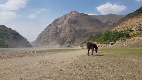 lonely donkey in countryside landscape of tajikistan on sunny summer day