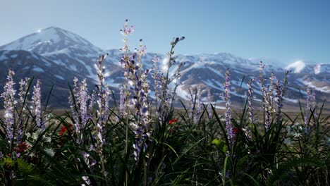 lavender field with blue sky and mountain cover with snow