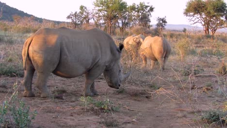 Three-White-Rhinoceros-forage-in-arid-landscape-of-Madikwe,-S-Africa