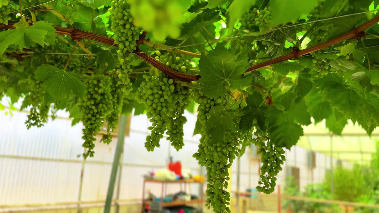 Close-up 4K shot of fresh green grapes growing on vines in a greenhouse. Perfect for agriculture, vineyard, and organic farming content.