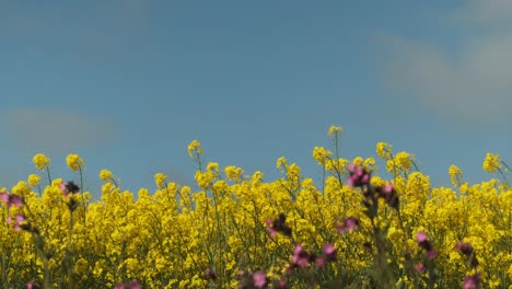The-edge-of-yellow-conola-field-with-blue-sky-above