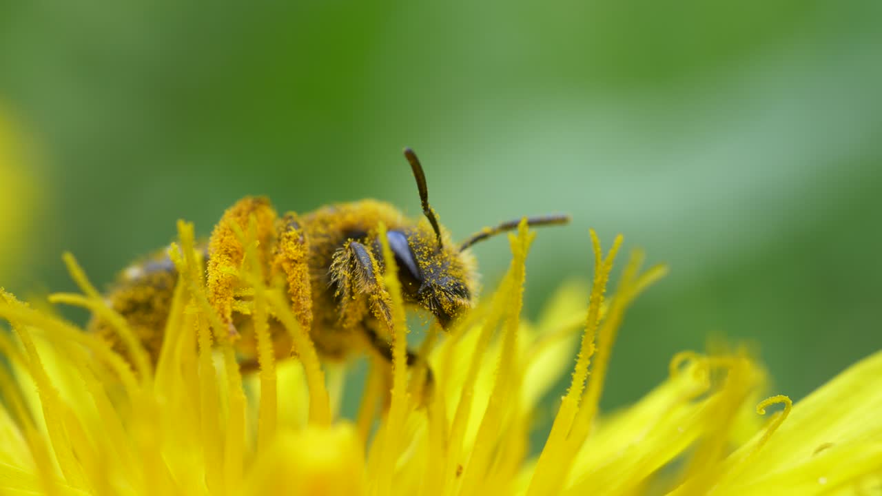 민들레 꽃에 땅벌 곤충입니다. - 선택적 초점