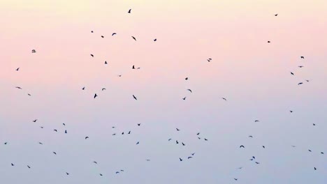 flock of birds, swallows and starlings, flying in a clear blue sky