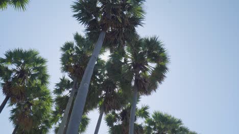 green palm trees spring  bottom top view against clear blue sky
 pov camera background summer. mexico.