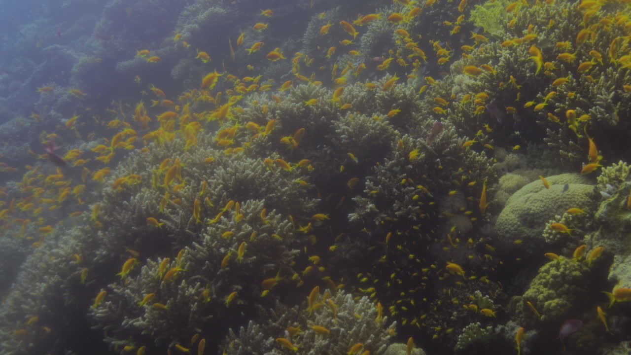 el arrecife de coral del mar rojo en egipto que contiene diferentes tipos de vida marina y corales con hermosa diversidad y colores, filmado en estilo cine crudo de 4k sin ningún colorante