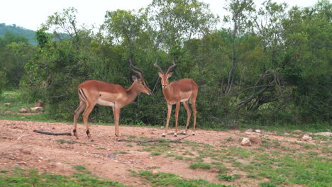 Zwei-Männliche-Impalas-Kämpfen-In-Der-Wildnis-Des-Krüger-Nationalparks-Big-Five-Frühling-Sommer-üppiges-Grün-Johannesburg-Südafrika-Tierwelt-Filmische-Nahaufnahme-Bewegung-Verfolgen