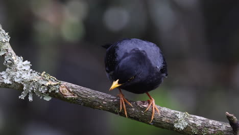 close-up wild south american yellow-legged thrush bird in tropical rainforest jungle forest-2