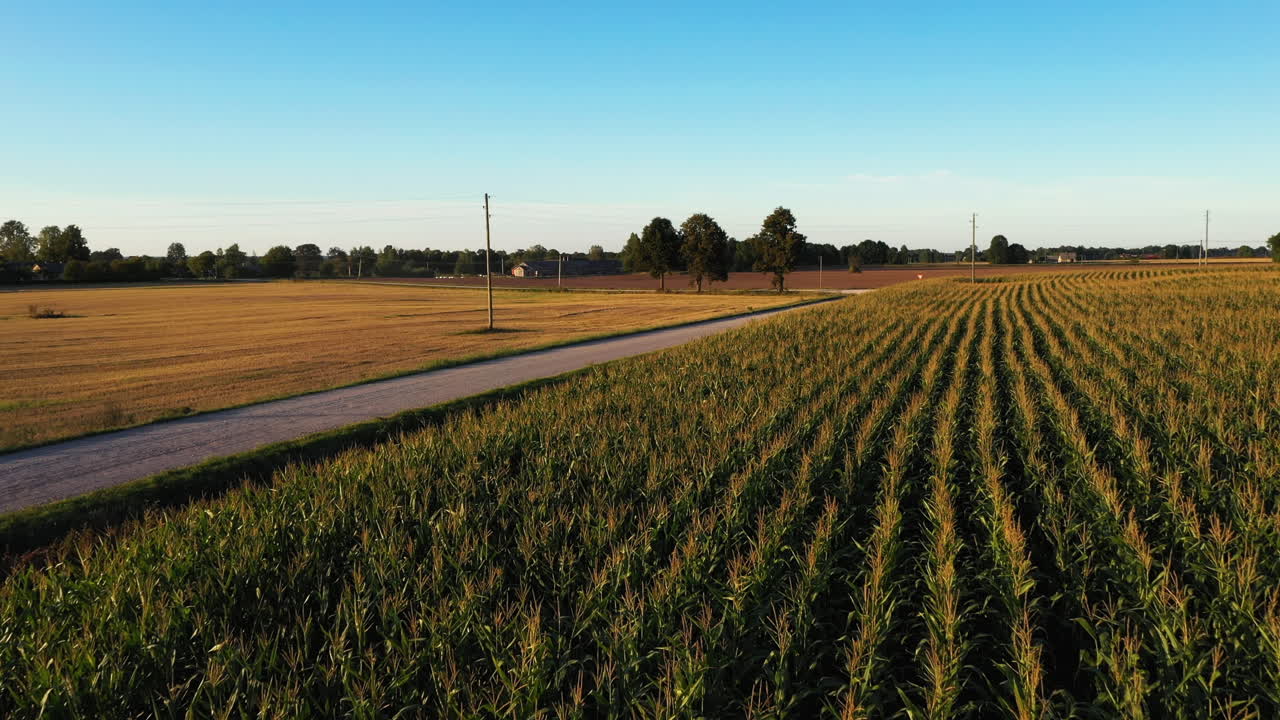 Voando sobre os Campos de Milho ao Longo da Estrada ao Anoitecer.