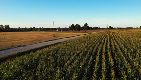 Flying-Over-The-Corn-Fields-Along-The-Road-At-Dusk