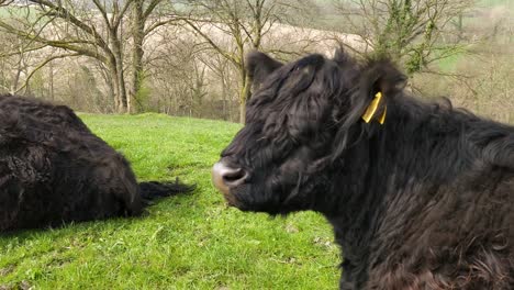 galloway cows with calves ruminate on top of a hill