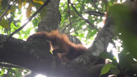 wild baby orangutan holds hands with mother and gets pulled towards her in bukit lawang, sumatra, indonesia