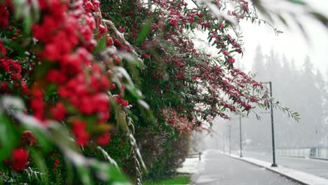 snow falling on red berry tree during winter