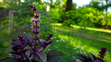 thai basil going to flower