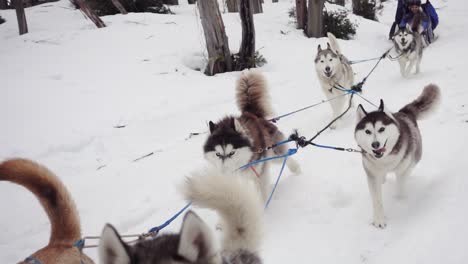 Schlittenhunde-Rasen-In-Zeitlupe-Auf-Die-Kamera-Zu