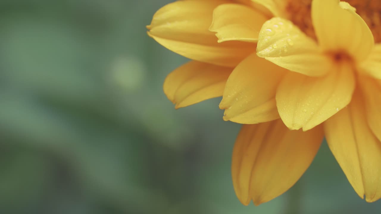 pétalos de flores amarillas aisladas sobre fondo verde de naturaleza borrosa con lugar para texto, mínima, toma macro