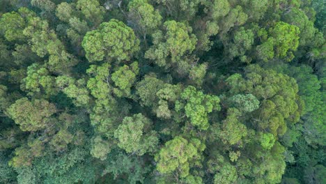 treetops of a dense forest over valleys in national park