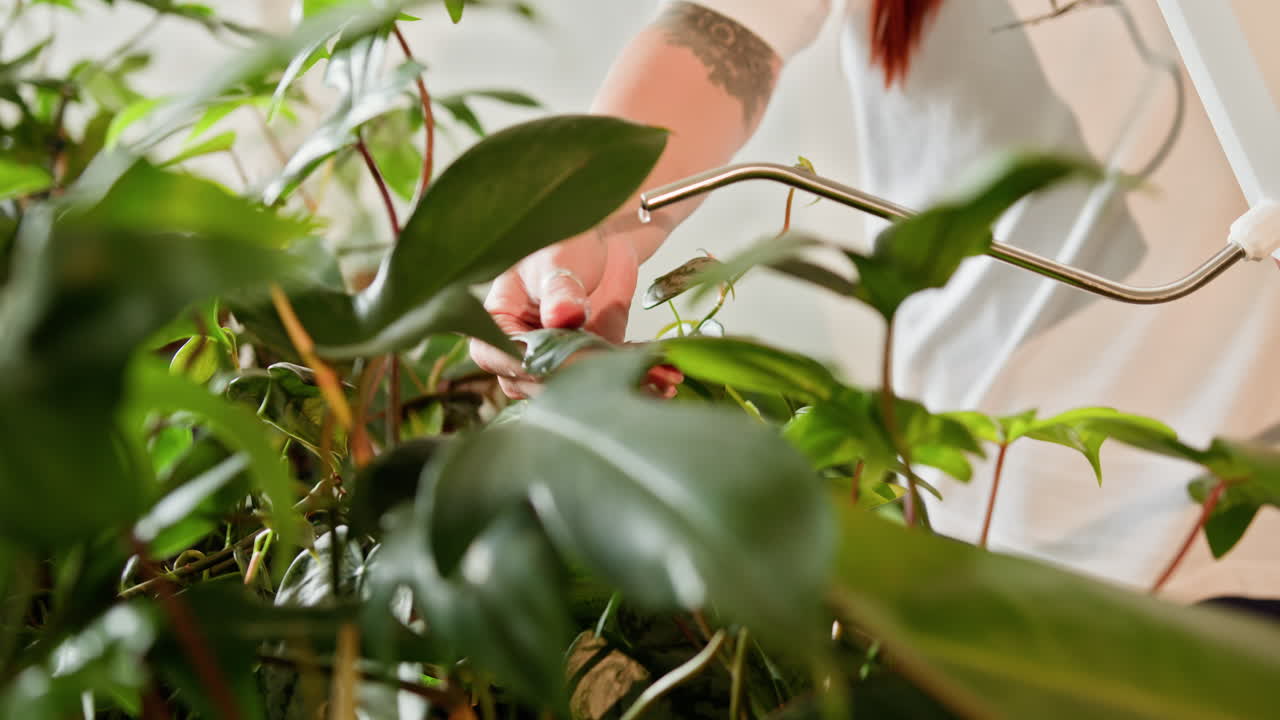mujer regando plantas de interior