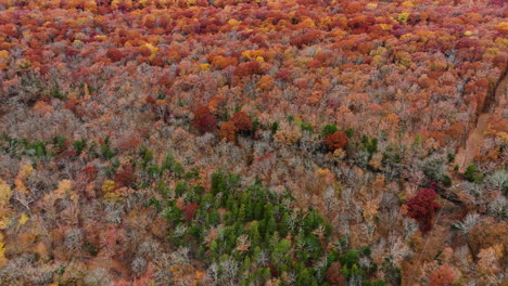 Bunter-Dichter-Herbstwald-Im-Devil&#39;s-Den-State-Park,-Arkansas,-USA