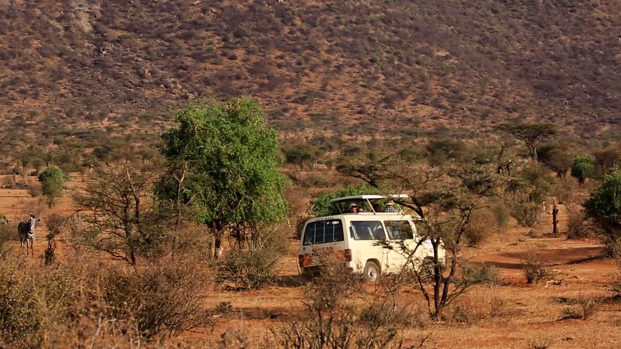 Following white safari van with tourists driving through hot and dusty Serengeti passing wild animals in the African Savanna, Kenya