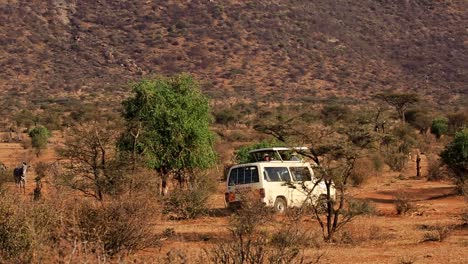 following white safari van with tourists driving through hot and dusty serengeti passing wild animals in the african savanna, kenya