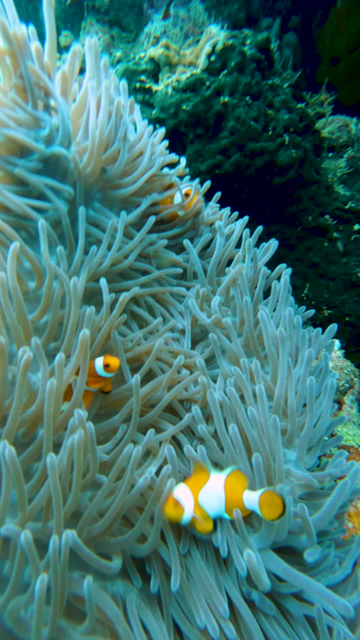 Pesce pagliaccio che nuota tra gli anemoni di mare, nascondendosi su una barriera corallina a Bali, Indonesia