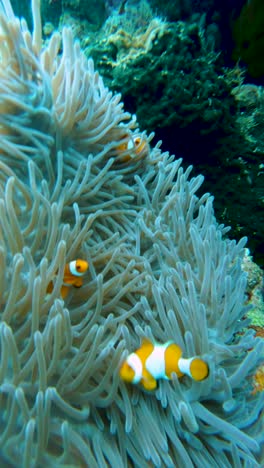 clownfish swimming among sea anemones, hiding on a coral reef in the bali, indonesia