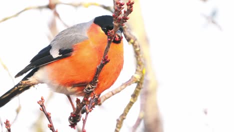 Goldfinch-Eating-Buds-Off-of-Tree-Branch